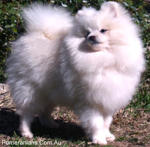 pomeranian white full grown