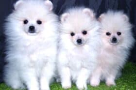 White Pomeranian Puppies