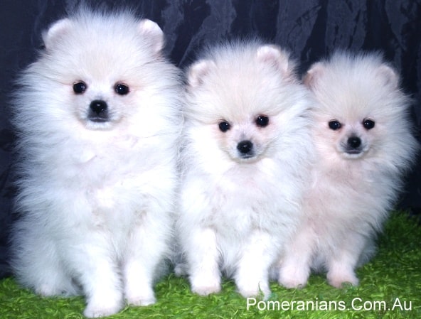 White Pomeranian Puppies