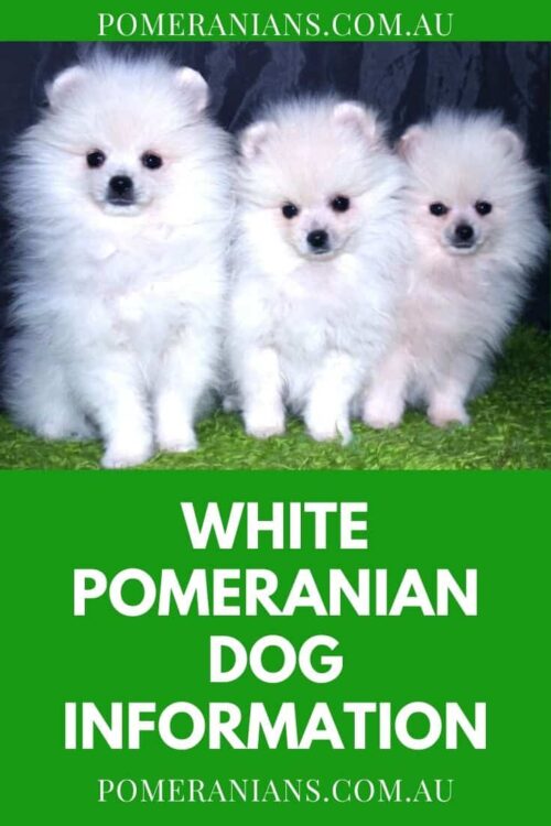 White PomeranianDog Information