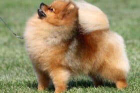 Pomeranian Characteristics