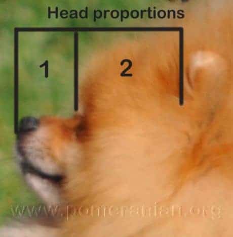 Pomeranian Head