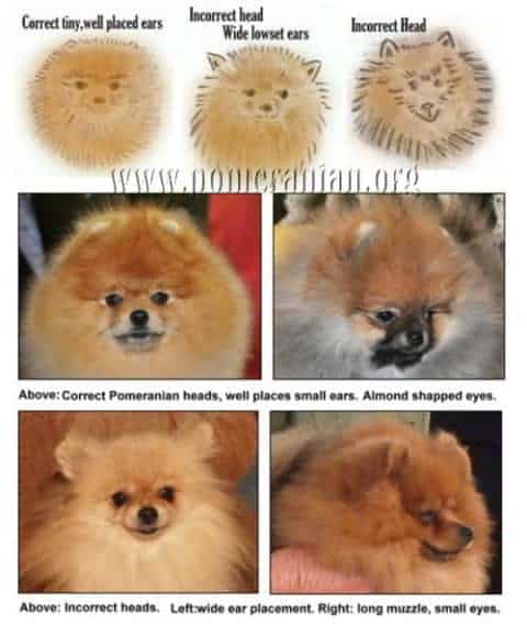 Pomeranian tail hot sale curl