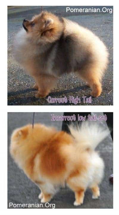 Pomeranian Tail