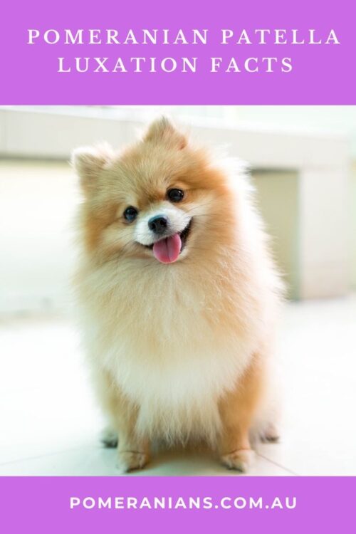 Pomeranian patella luxation