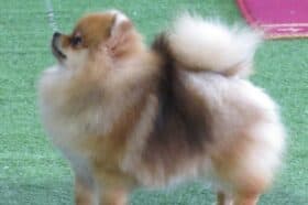 Pomeranian