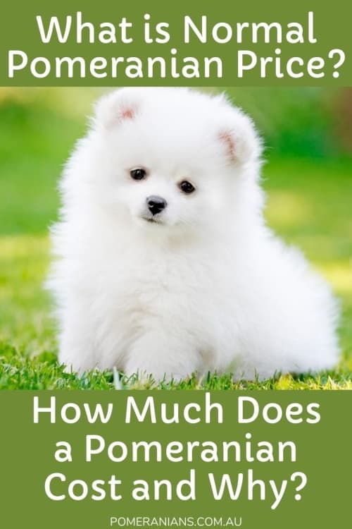 Purebred pomeranian sale price