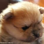 Pomeranian prices