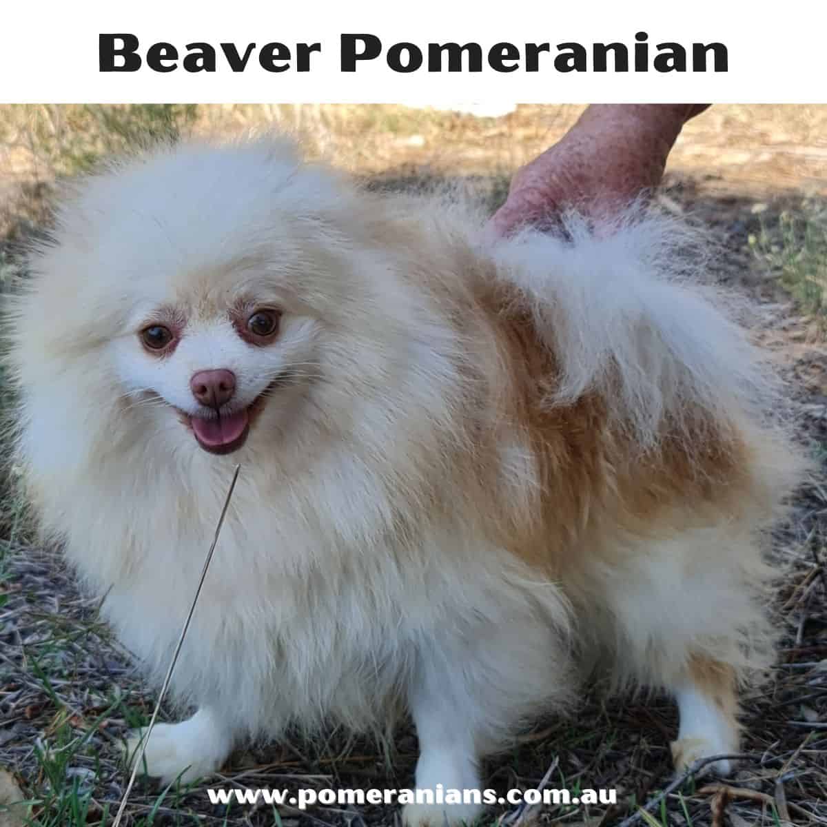 Beaver Pomeranian
