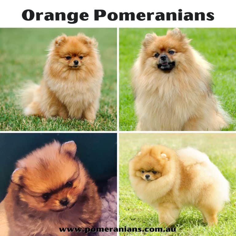 Recognized Colours of Pomeranians Australia Explained Pomeranian