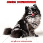 Merle Pomeranian