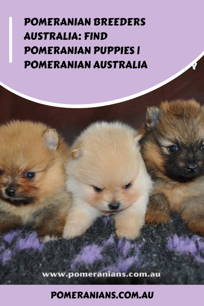 Pomeranian Breeders Australia: Find Pomeranian Puppies