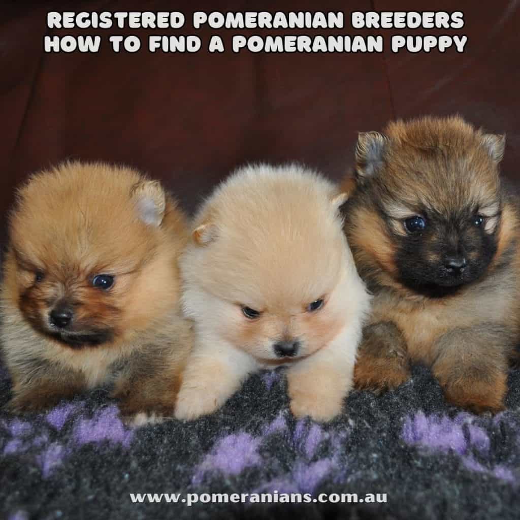 Registered Pomeranian Breeders 
How to Find a Pomeranian Puppy