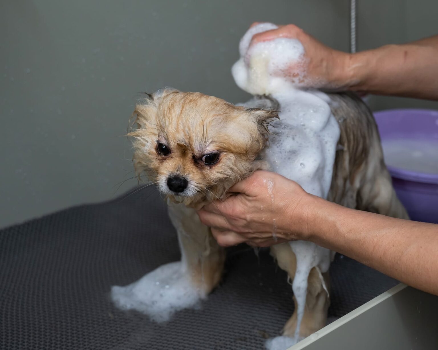 How Often Should I Bathe My Pomeranian Dog? Pomeranian Australia