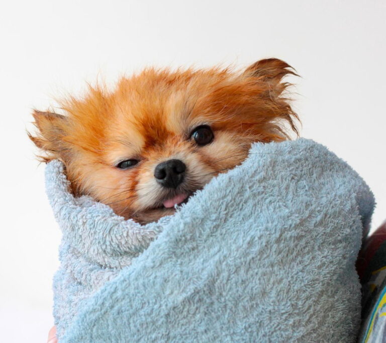 How Often Should I Bathe My Pomeranian Dog? Pomeranian Australia