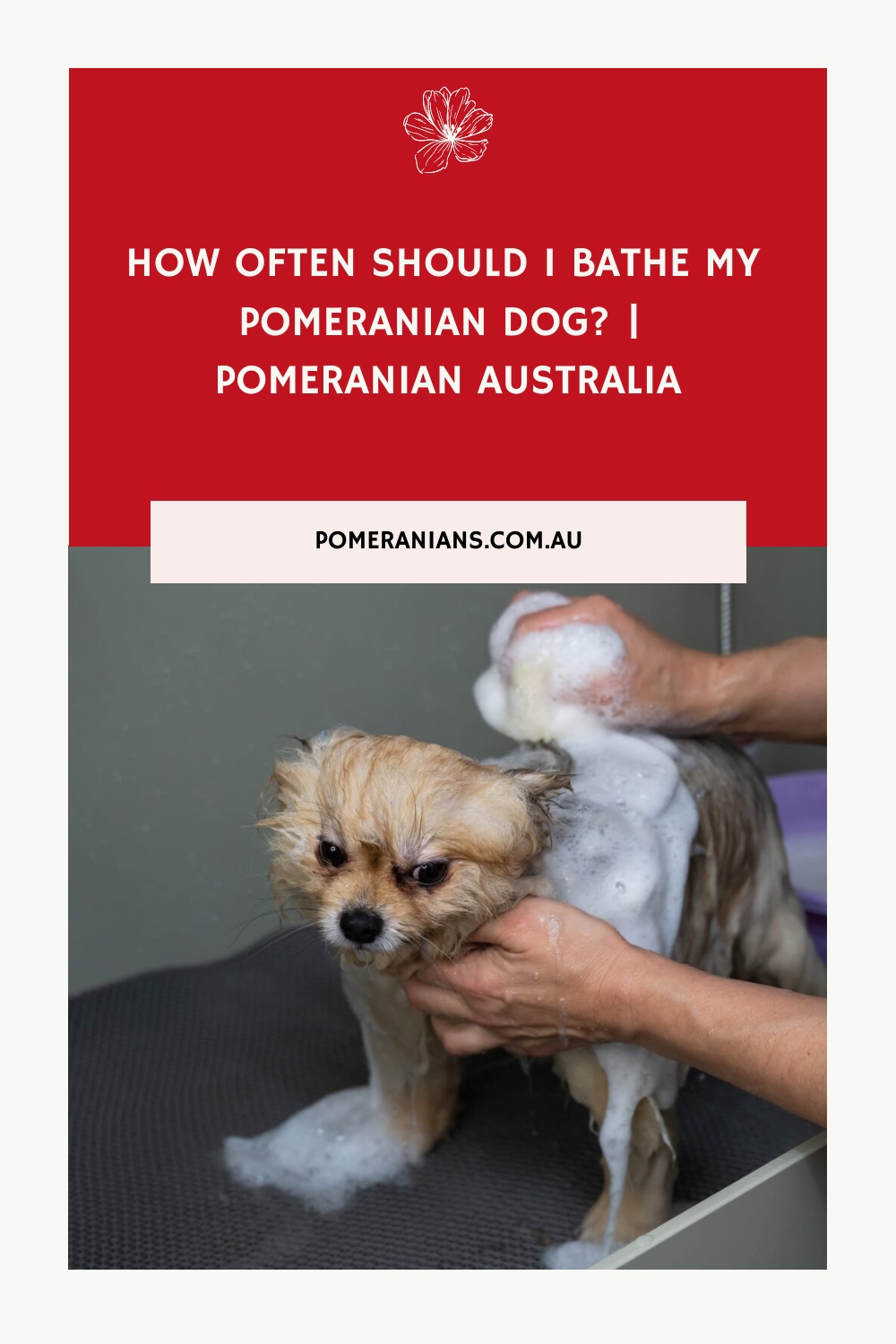 How Often Should I Bathe My Pomeranian Dog? Pomeranian Australia