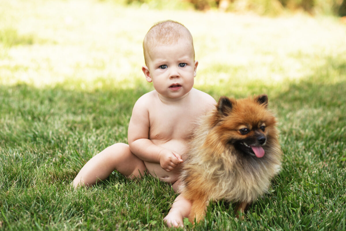 Small Child with a Pomeranian Dog