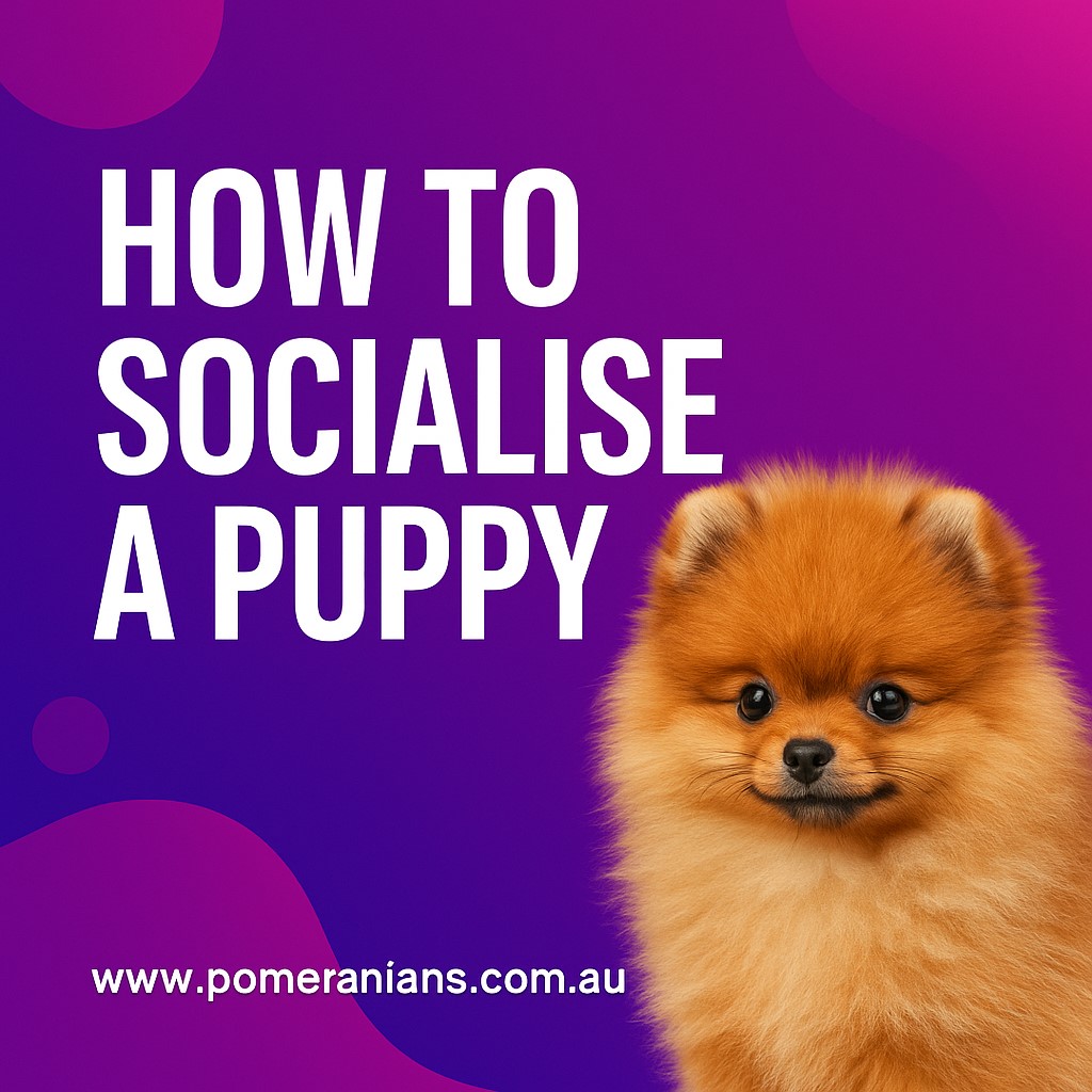 How to Socialise a Puppy