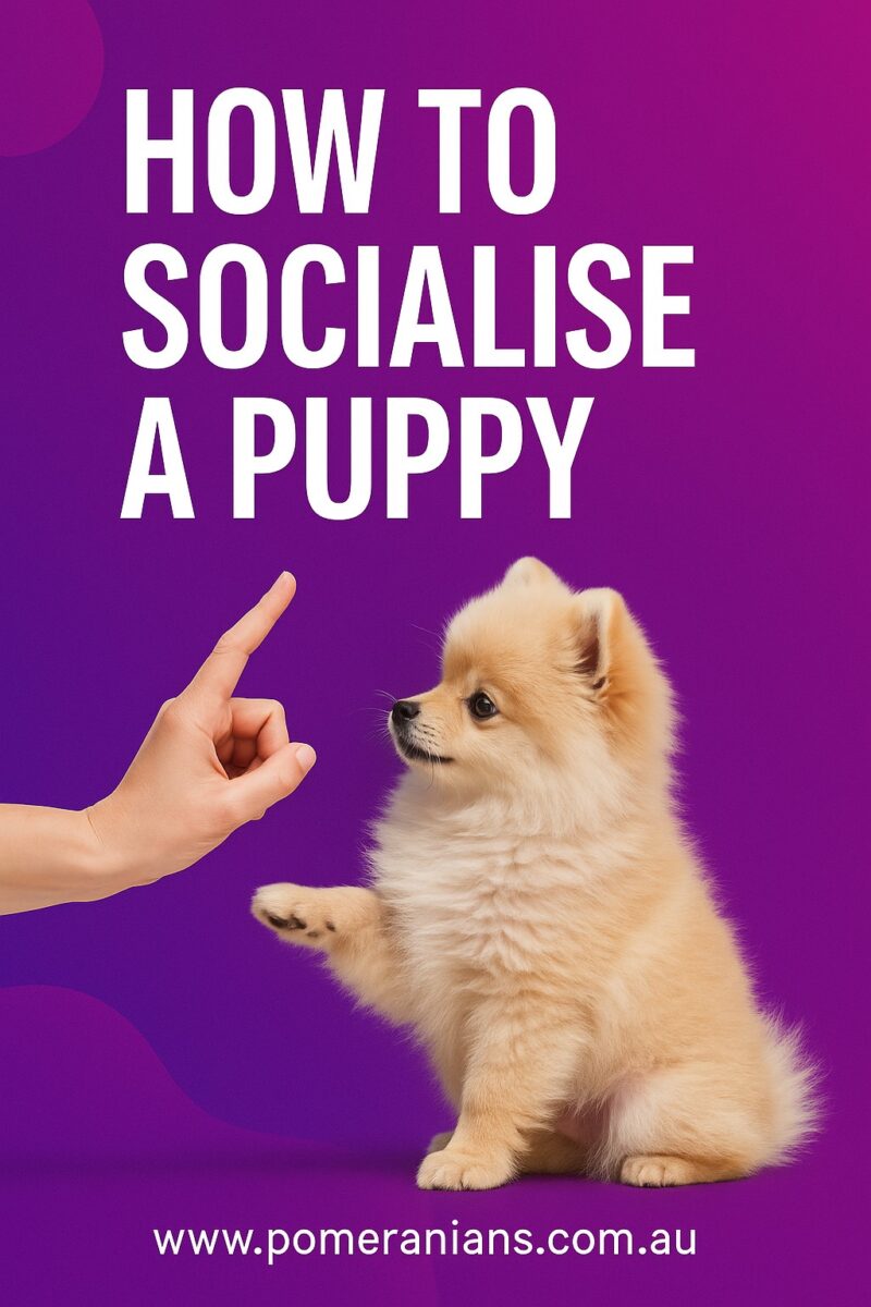 How to Socialise a Puppy