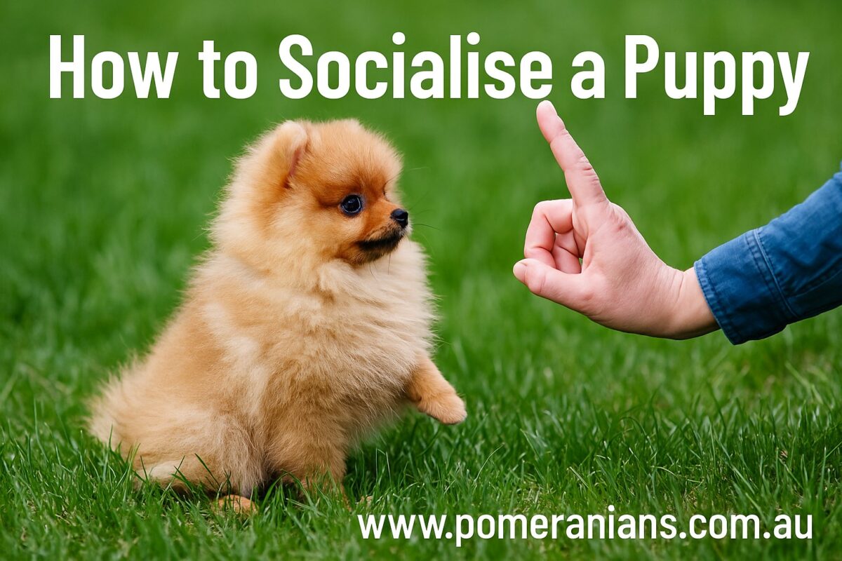 How to Socialise a Puppy