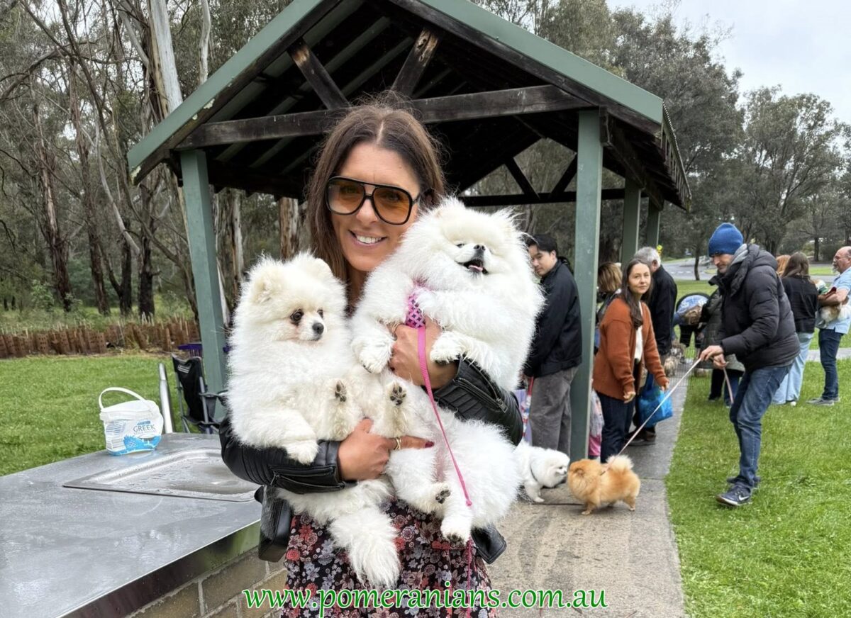 Pomeranians Seen at the 2025 Melbourne Pomeranian Picnic