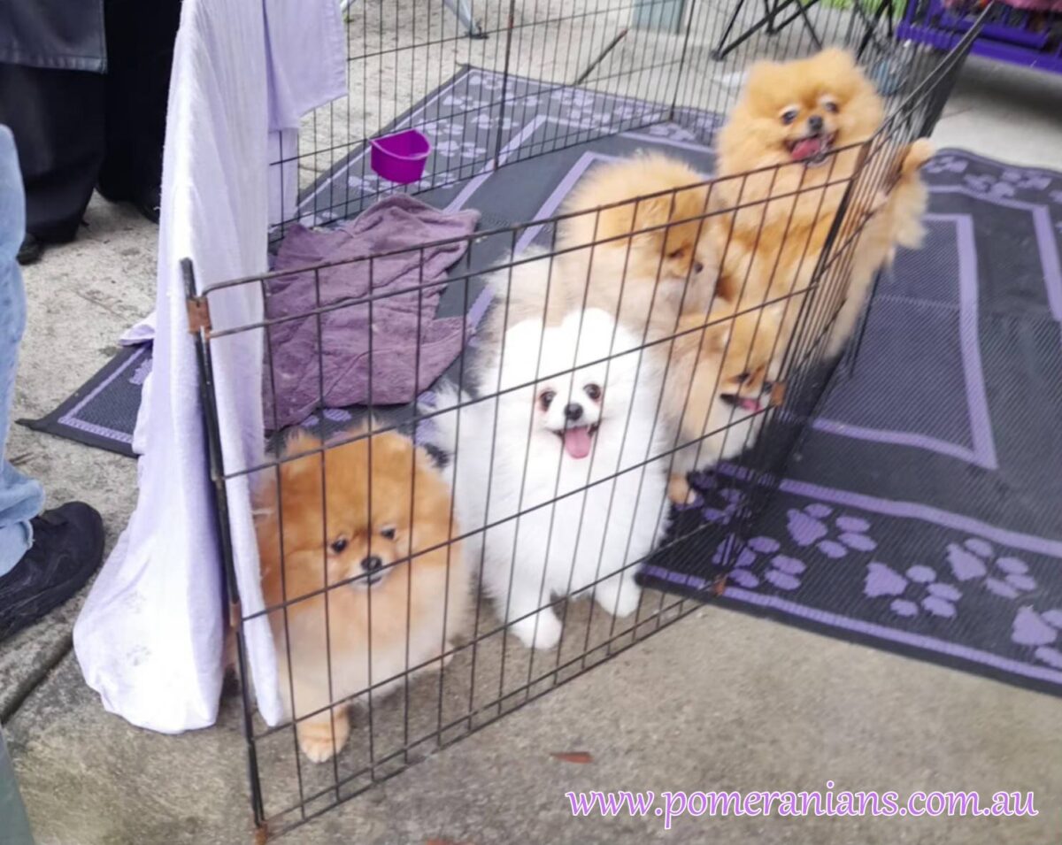 Pomeranians Seen at the 2025 Melbourne Pomeranian Picnic