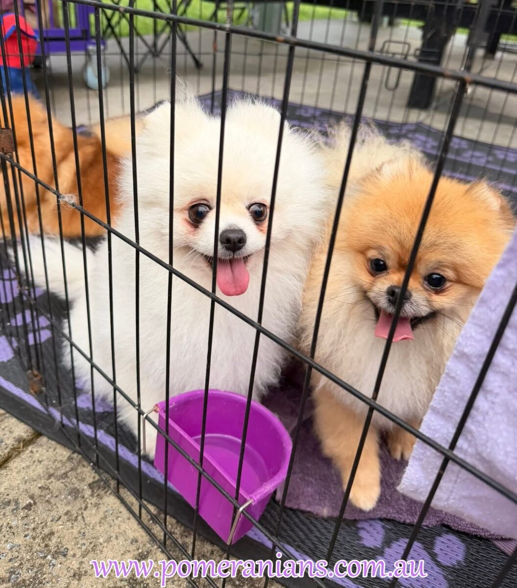 Pomeranians Seen at the 2025 Melbourne Pomeranian Picnic