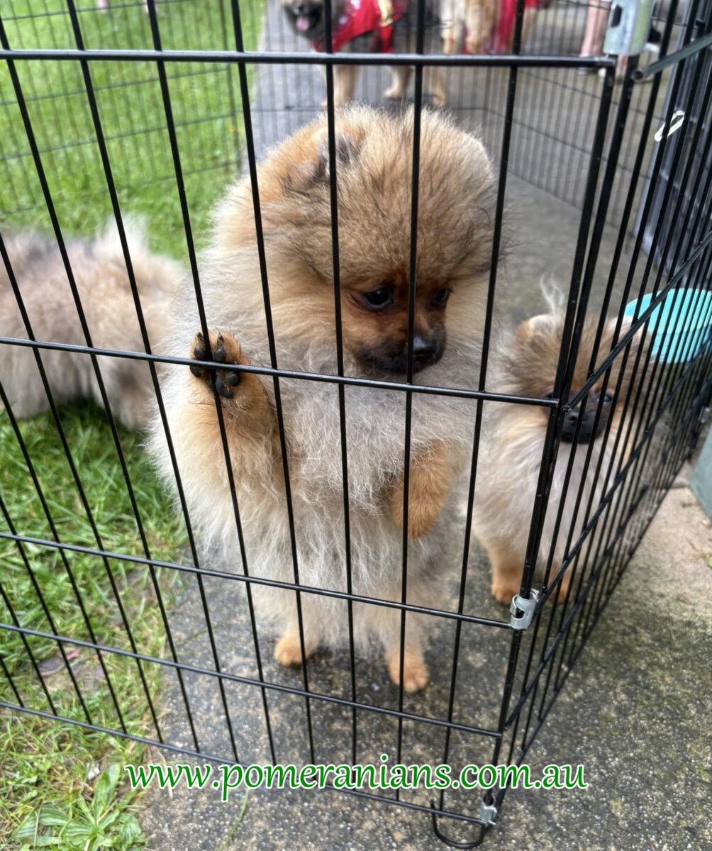 Pomeranians Seen at the 2025 Melbourne Pomeranian Picnic