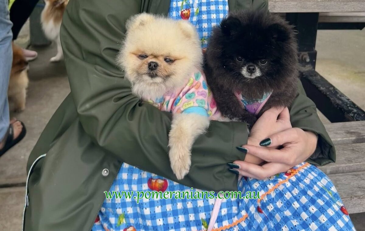 Pomeranians Seen at the 2025 Melbourne Pomeranian Picnic