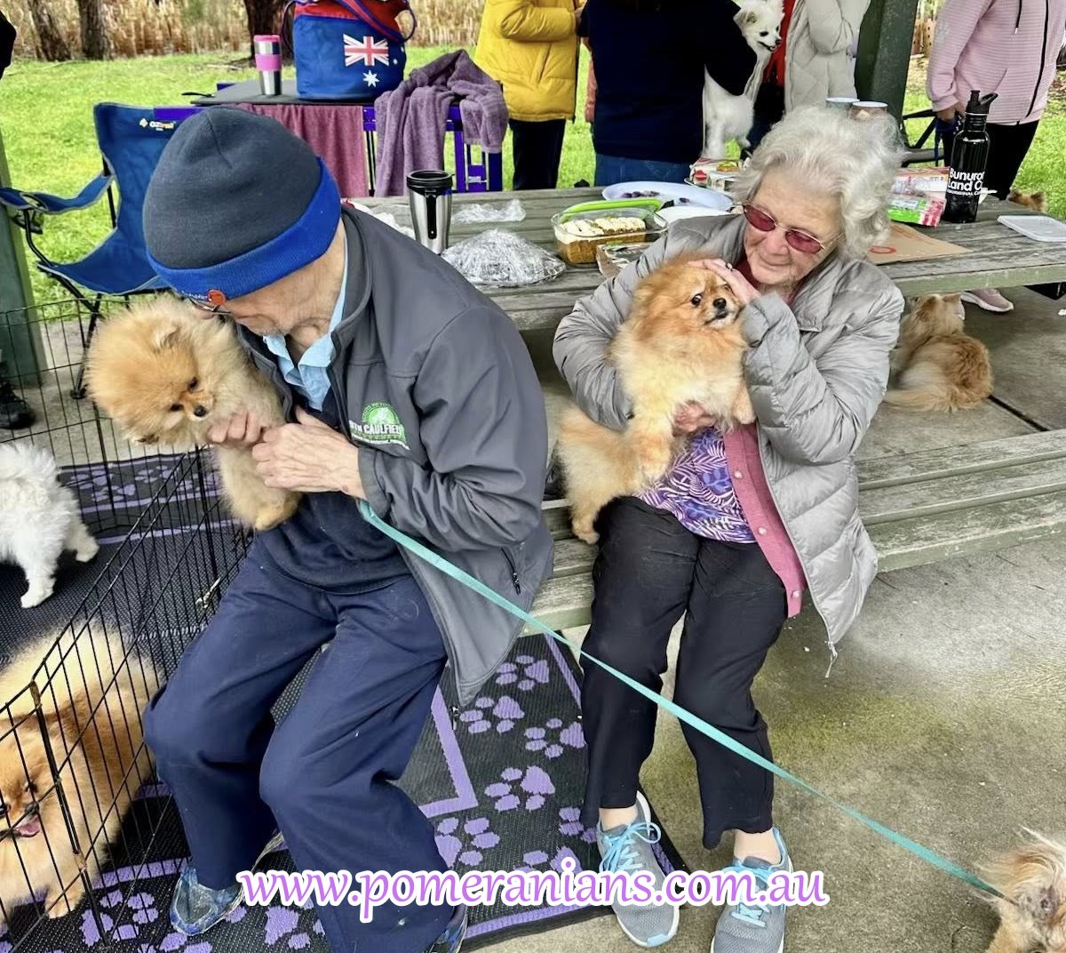 Pomeranians Seen at the 2025 Melbourne Pomeranian Picnic