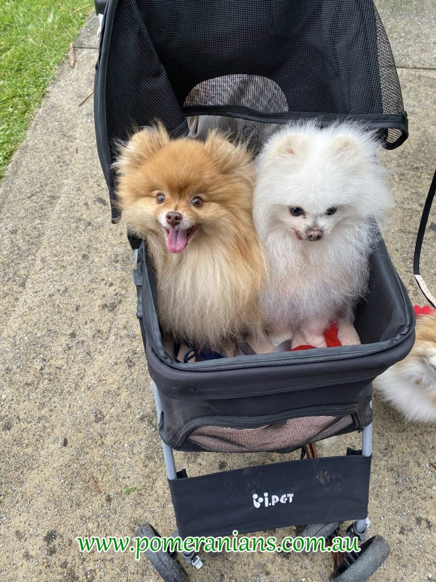 Pomeranians Seen at the 2025 Melbourne Pomeranian Picnic