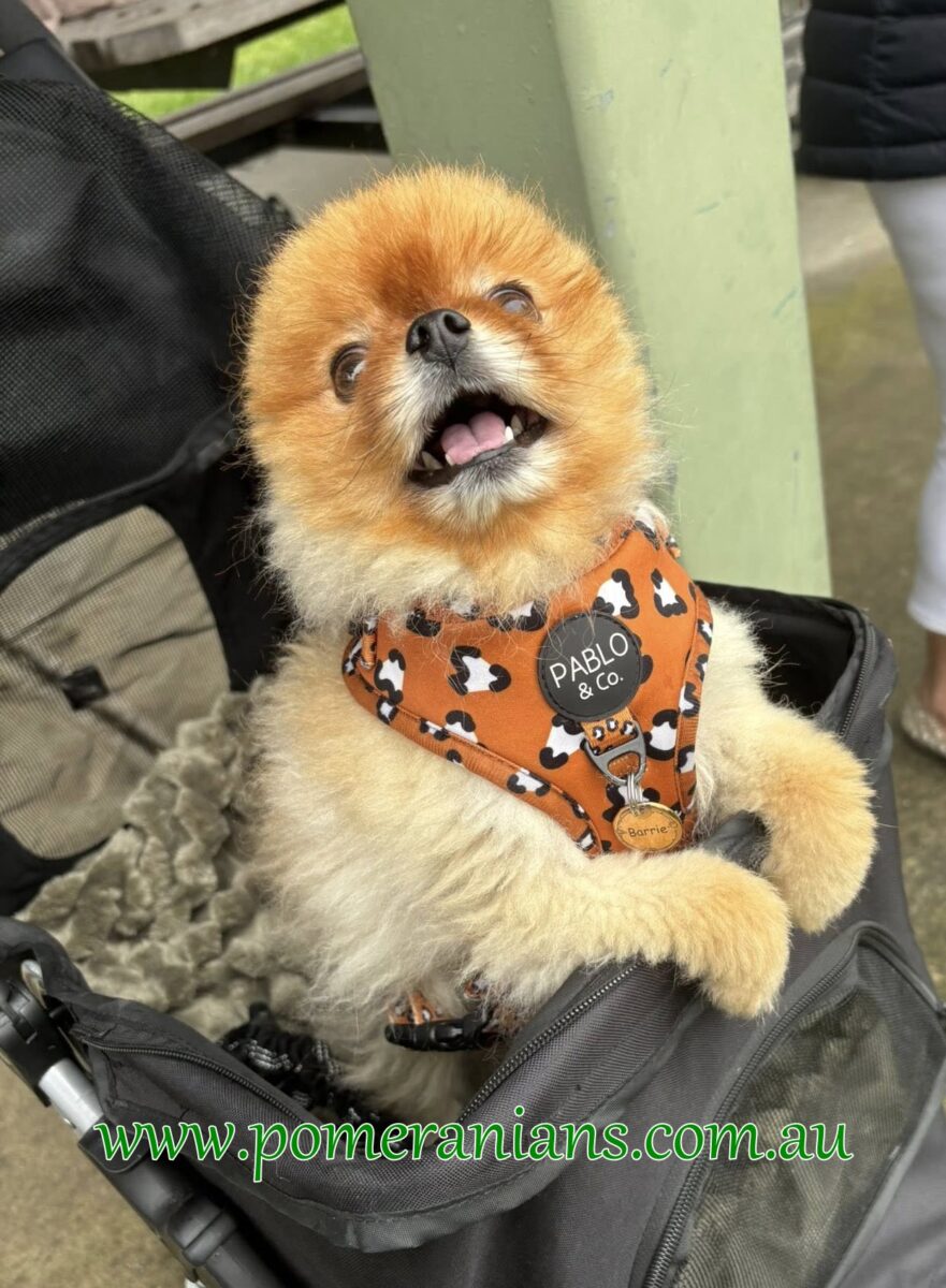 Pomeranians Seen at the 2025 Melbourne Pomeranian Picnic