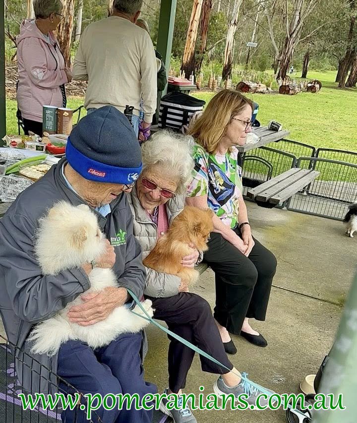 Pomeranians Seen at the 2025 Melbourne Pomeranian Picnic