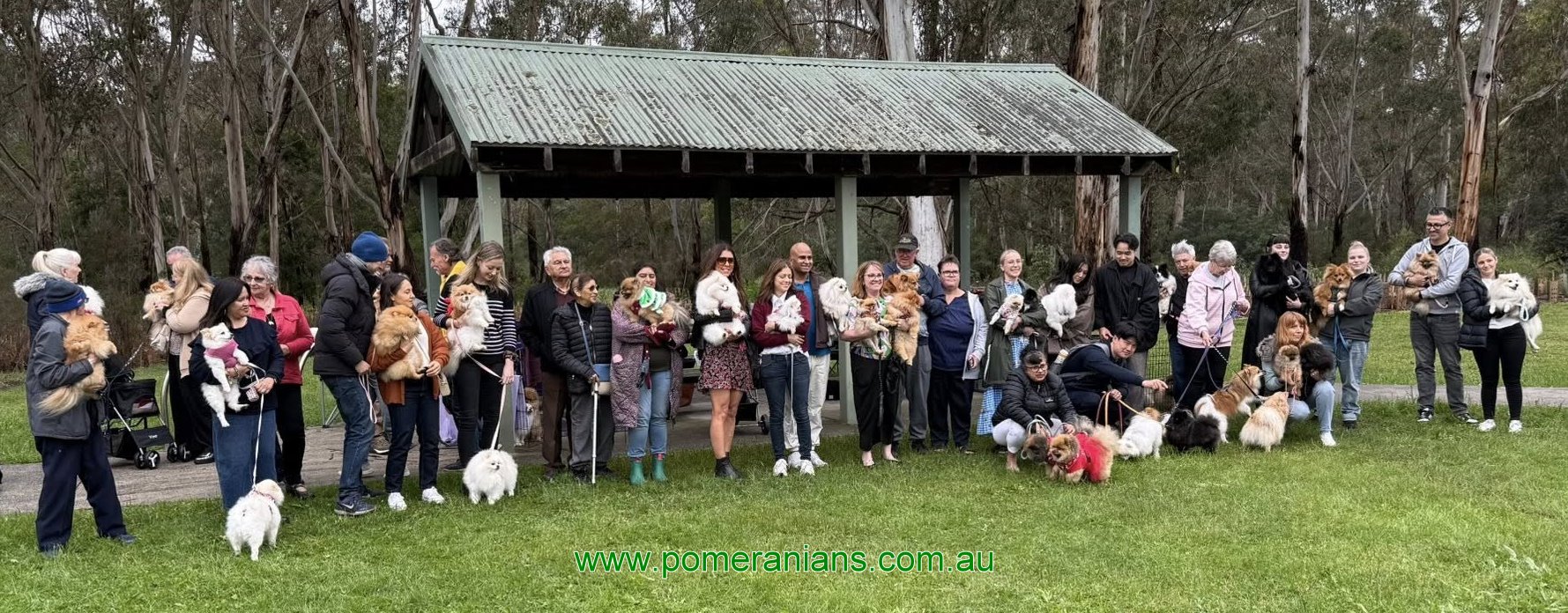 Pomeranian Christmas Picnic, Melbourne 2025