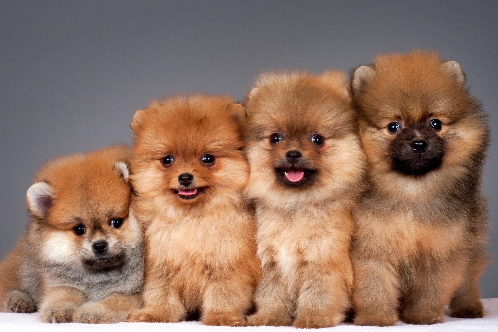 Pomeranian Puppies
