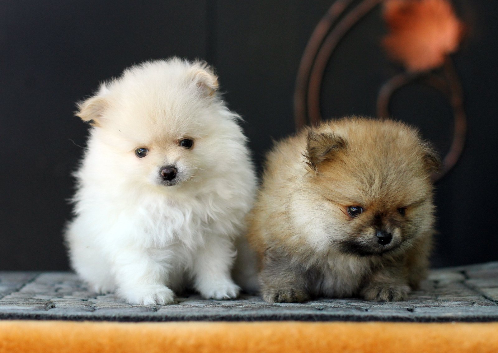 Pomeranian Puppies