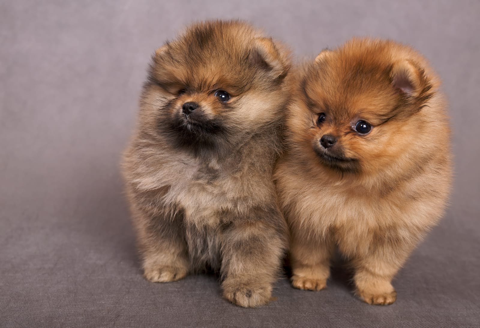 Pomeranian Puppies
