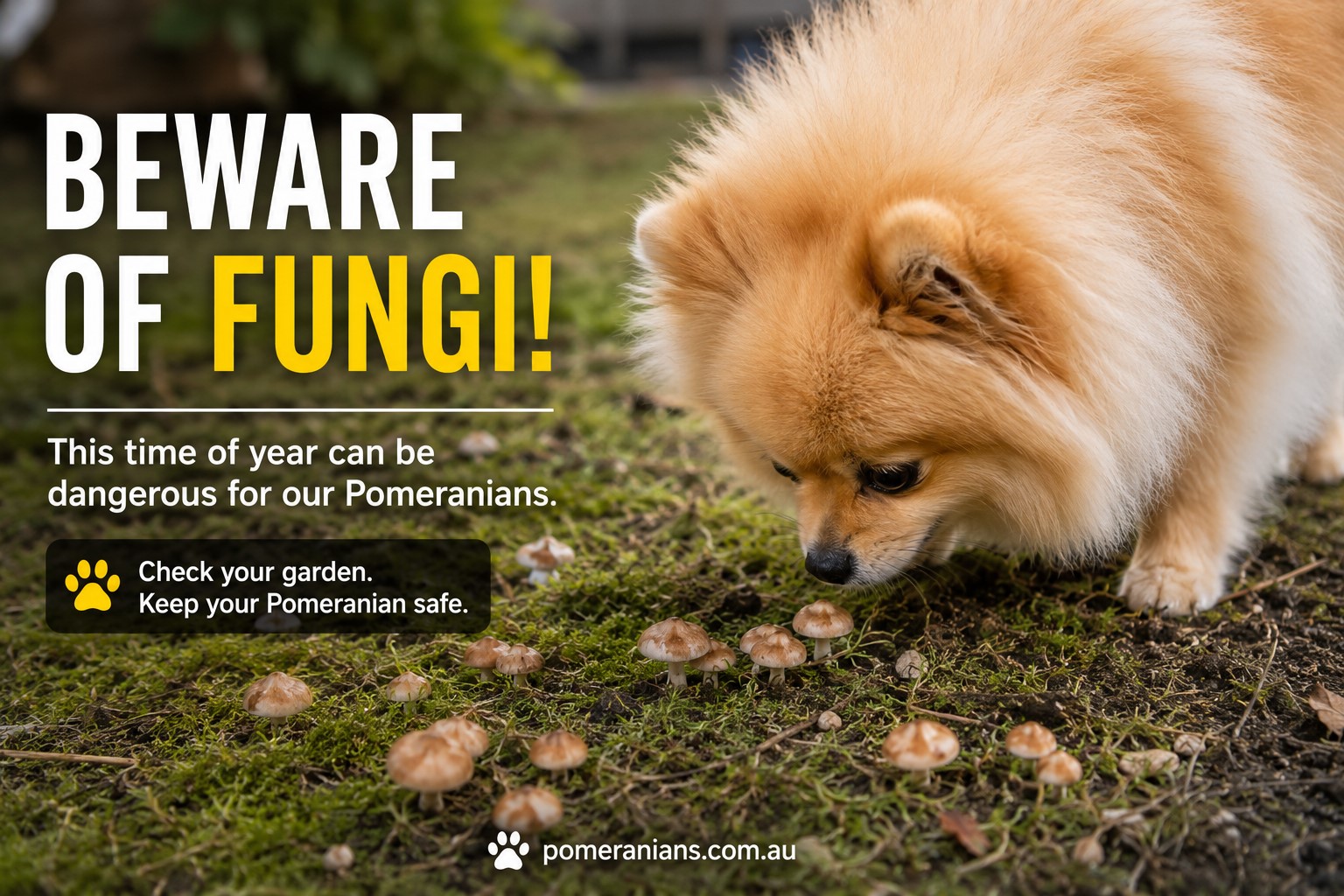 Pomeranians and fungi